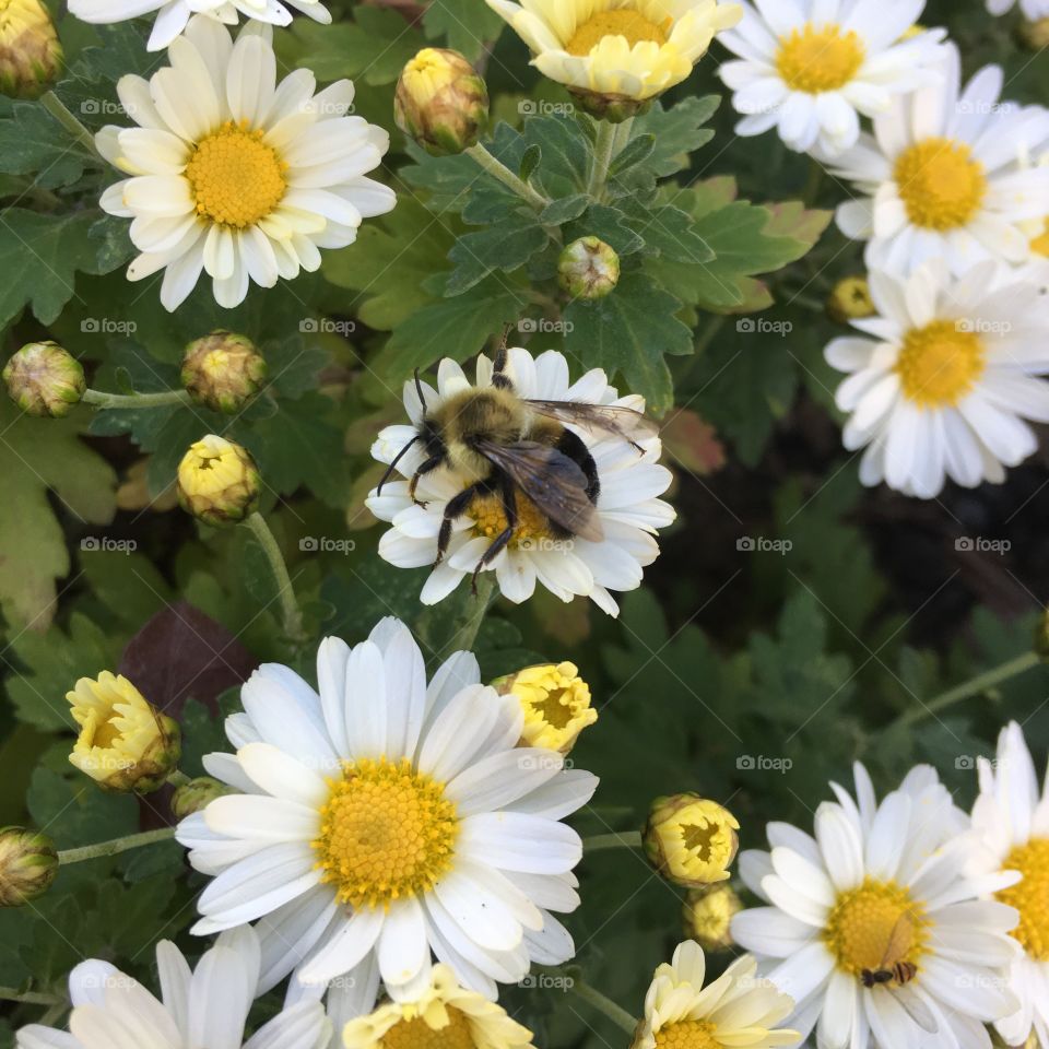 Bumblebee on Montauk Daisies