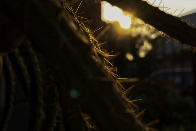 “Cactus en el Alba”