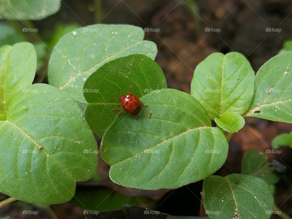 red bug