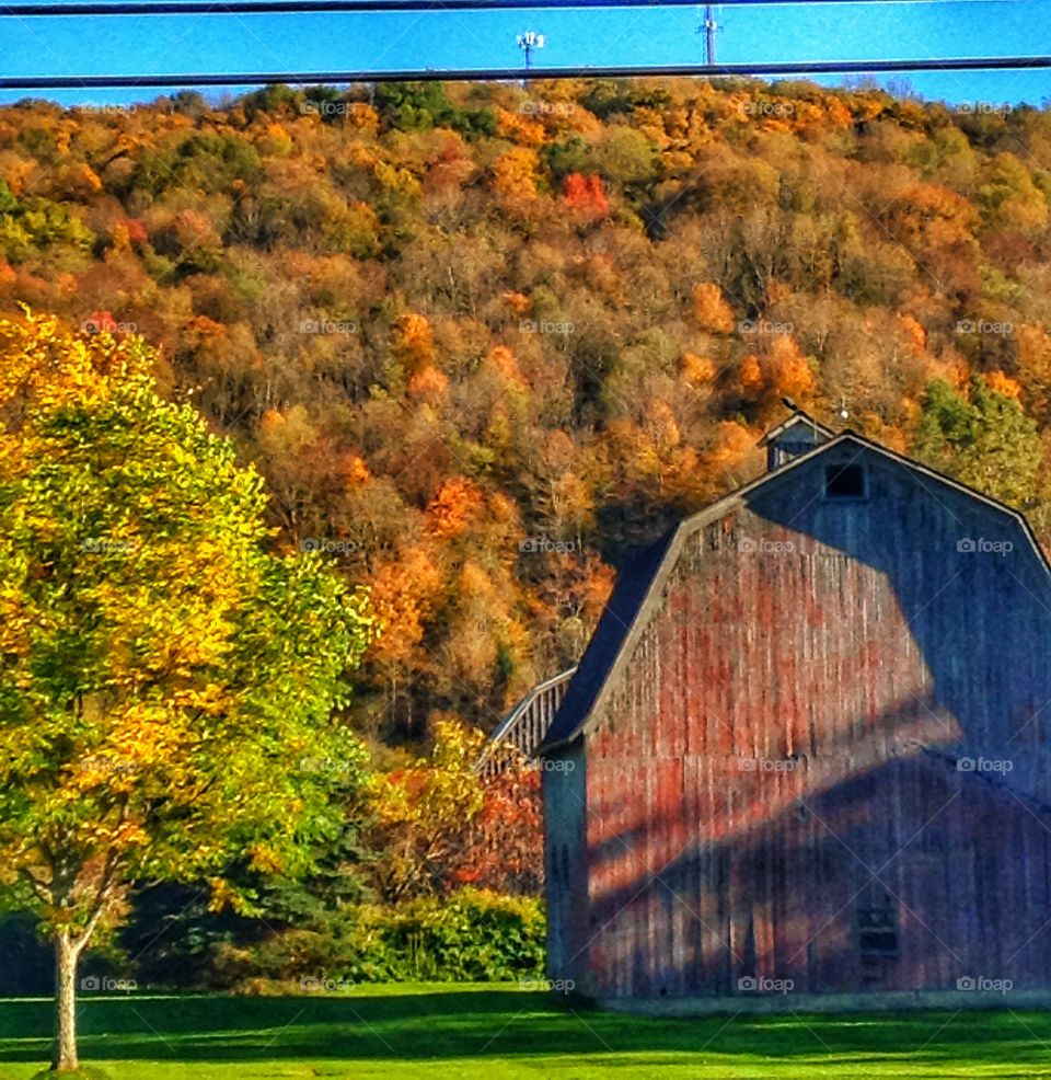 Fall colours.... Showcasing the true colours of autumn..