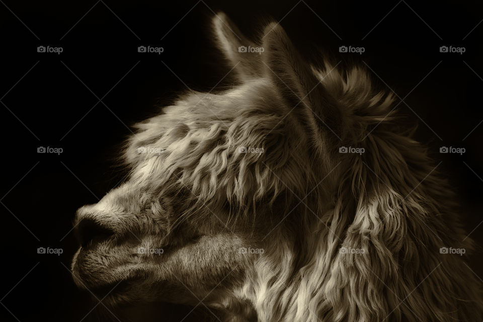 Portrait of a Lama