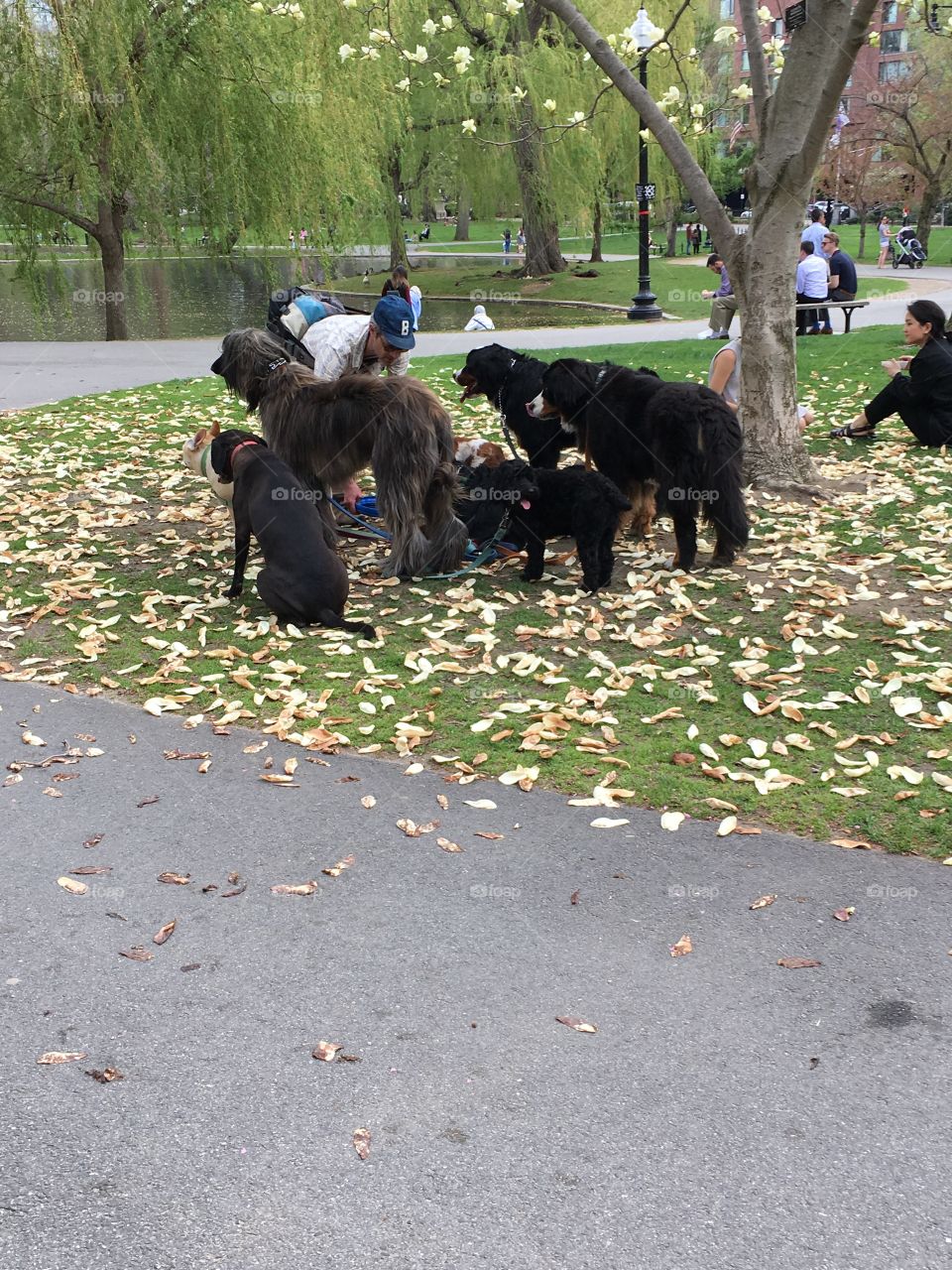 Dog Pack in the Boston Public Garden 