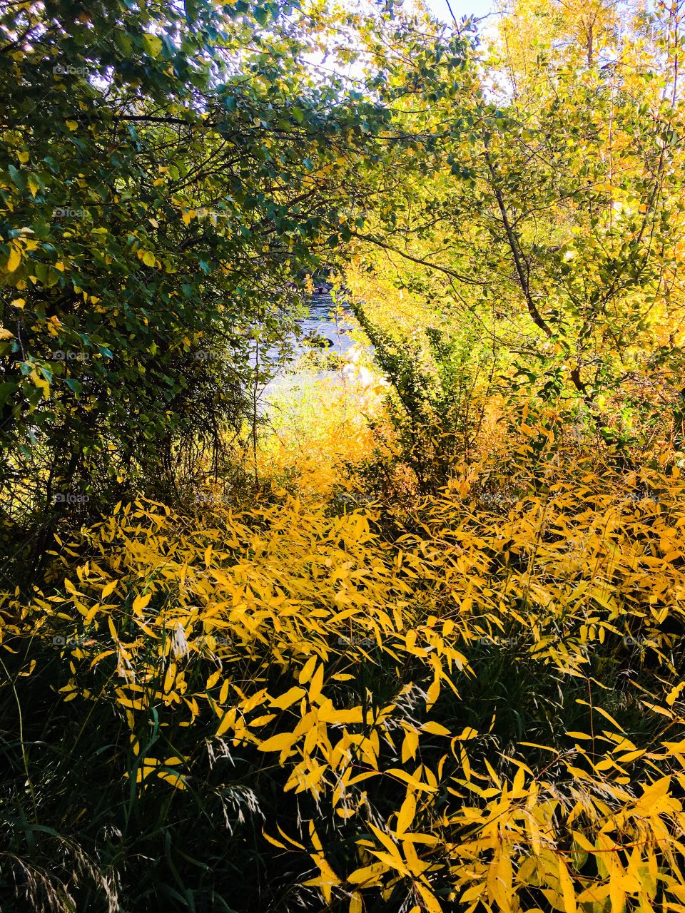 Autumn forest 