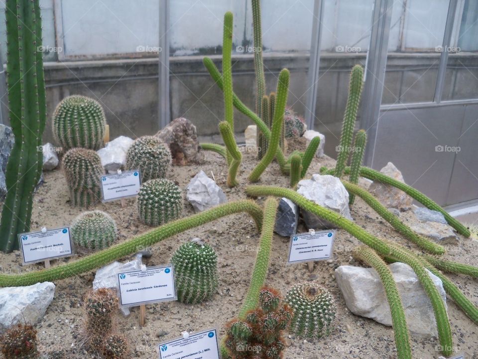 cactus