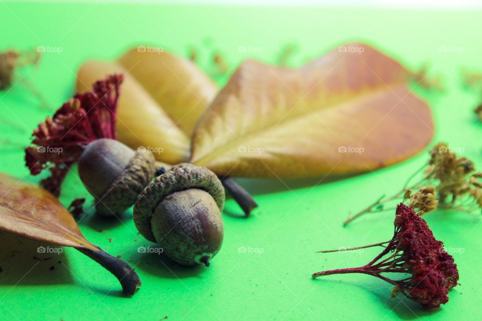 Autumn decoration on the green background.  Yellow leaves,  dried flowers and acorns