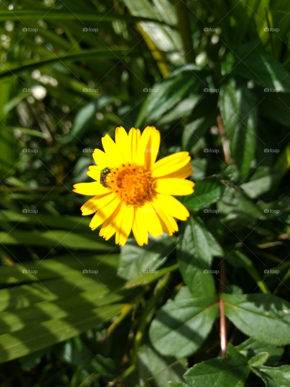 Yellow daisy