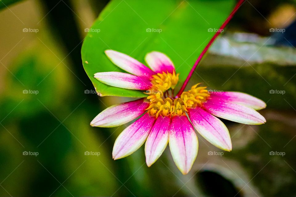 Wild orchid with pink and yellow center and white colour at the end