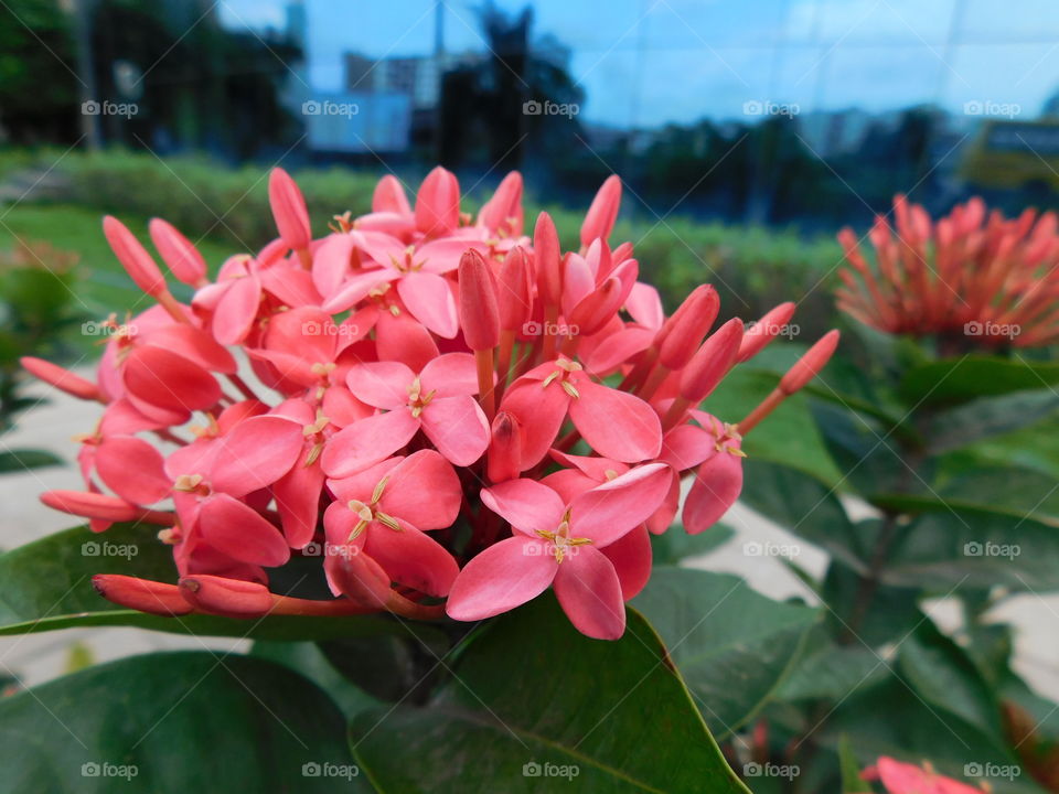 Ixora flower or Red spike flower full opened in Garden.