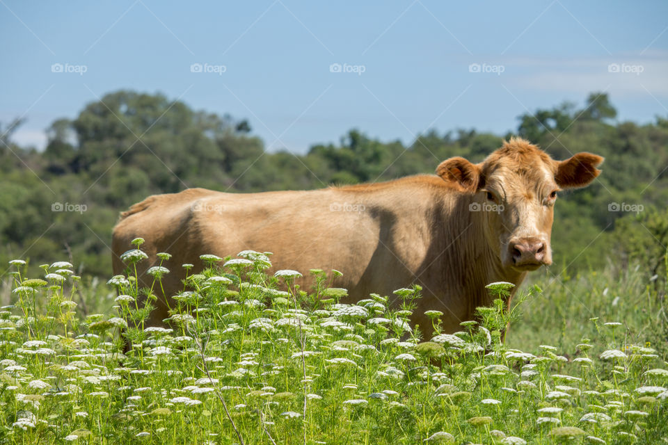 cow into flowers