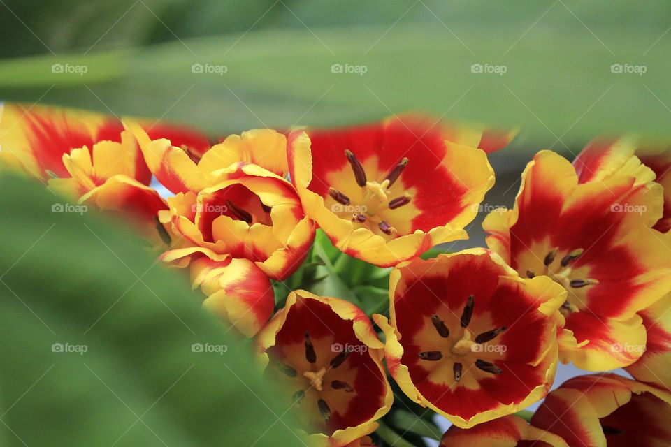 Tulips