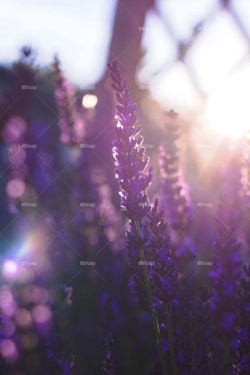 A portrait of purple lavender getting hit with beautiful golden hour sunlight.