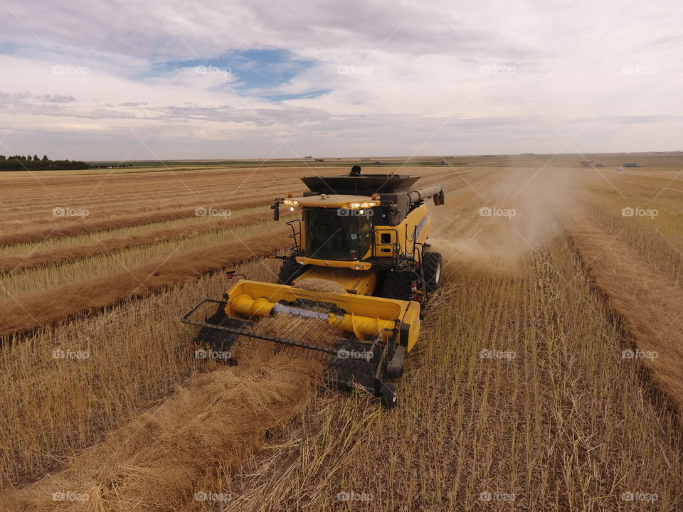 A yellow combine getting the wheat in, in the fall season.