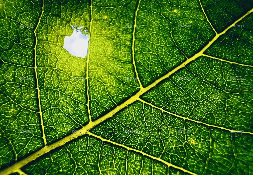 Organic… 🍁