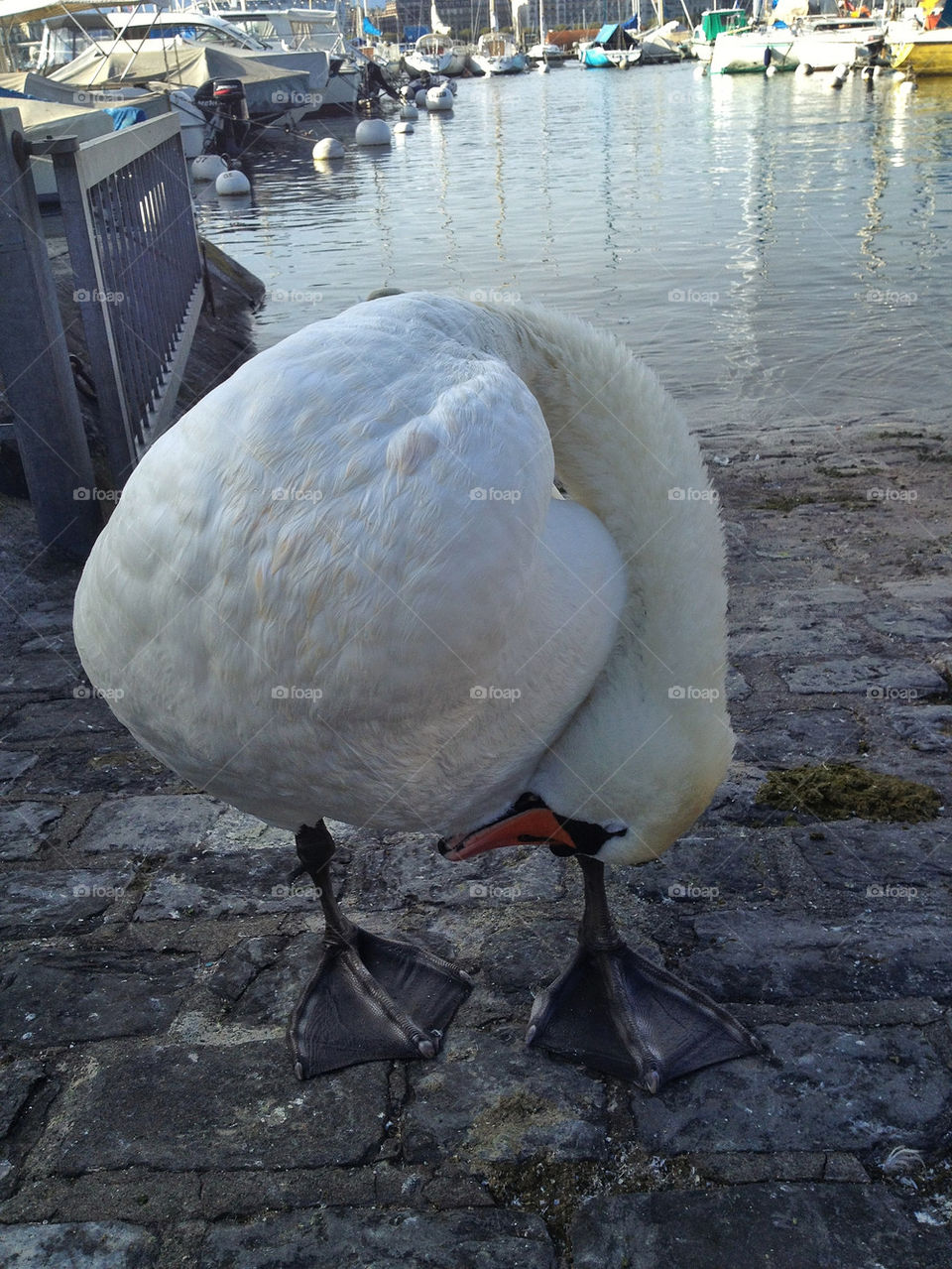 spring nature outdoors birds by Elina