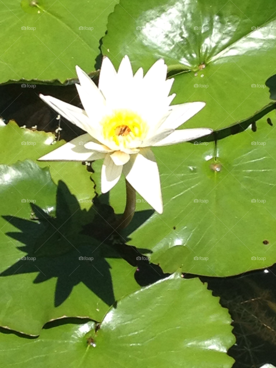 Lotus, Leaf, Pool, Flora, Aquatic