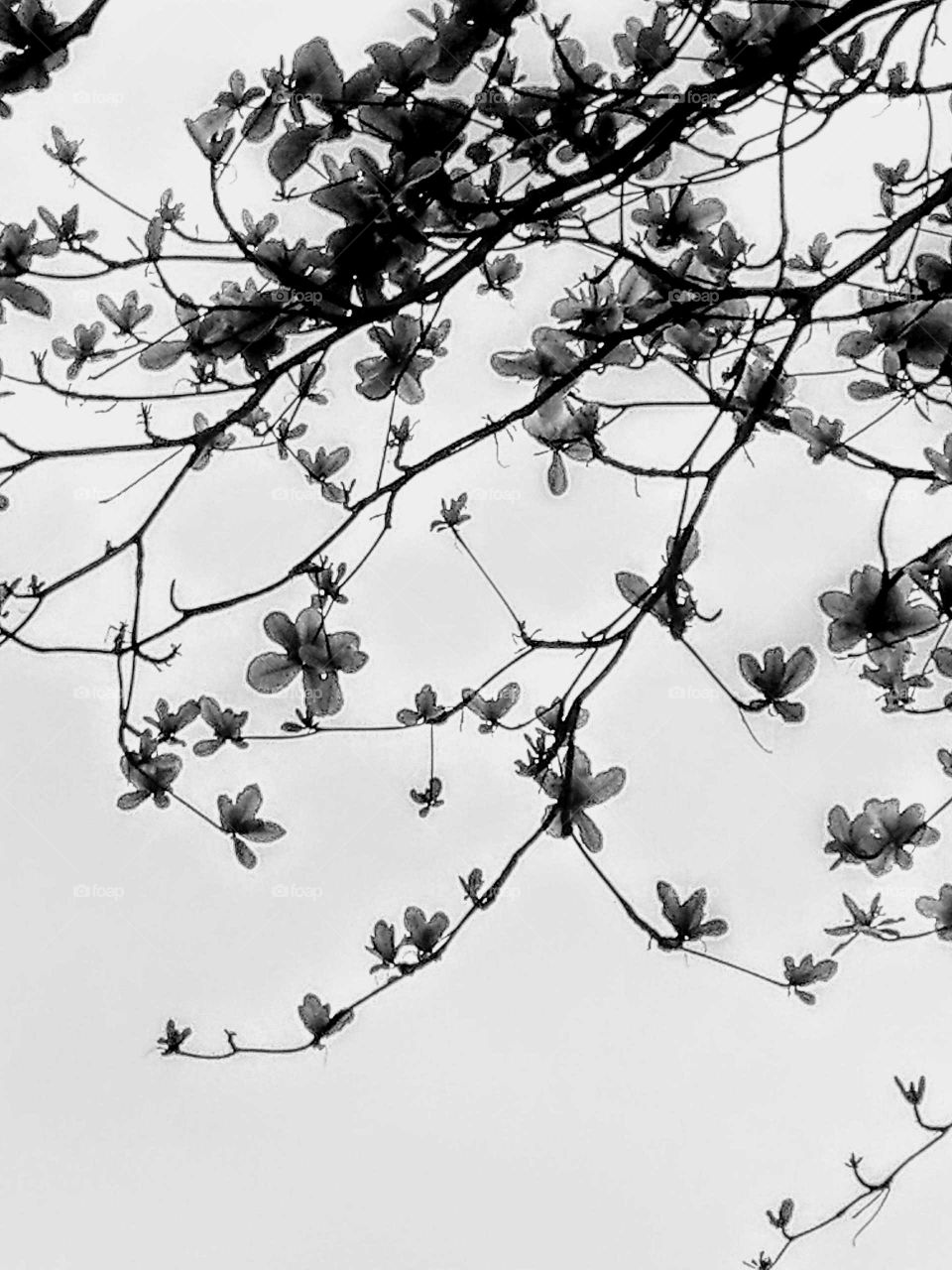 World in black and white: graceful buds and branches of Indian almond.