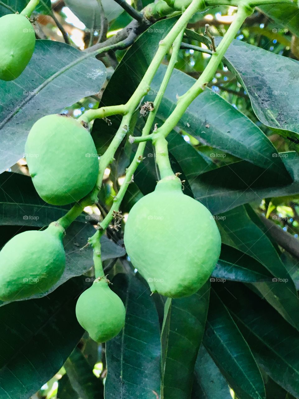 Picking a small mango,its crunchy😊