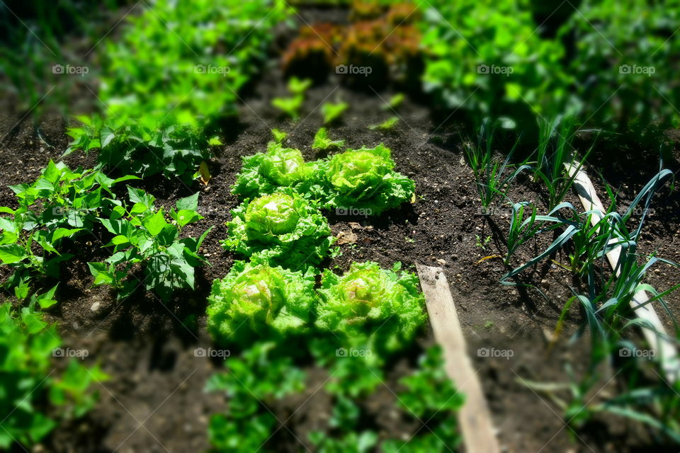 Growing your own vegetables. Quality food.