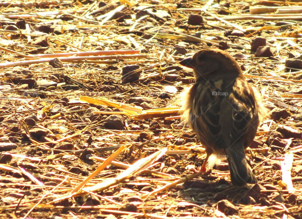 Spring sparrow