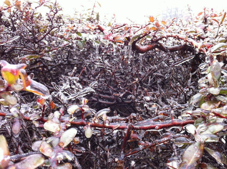 Branches on a bush invaded in ice. 
