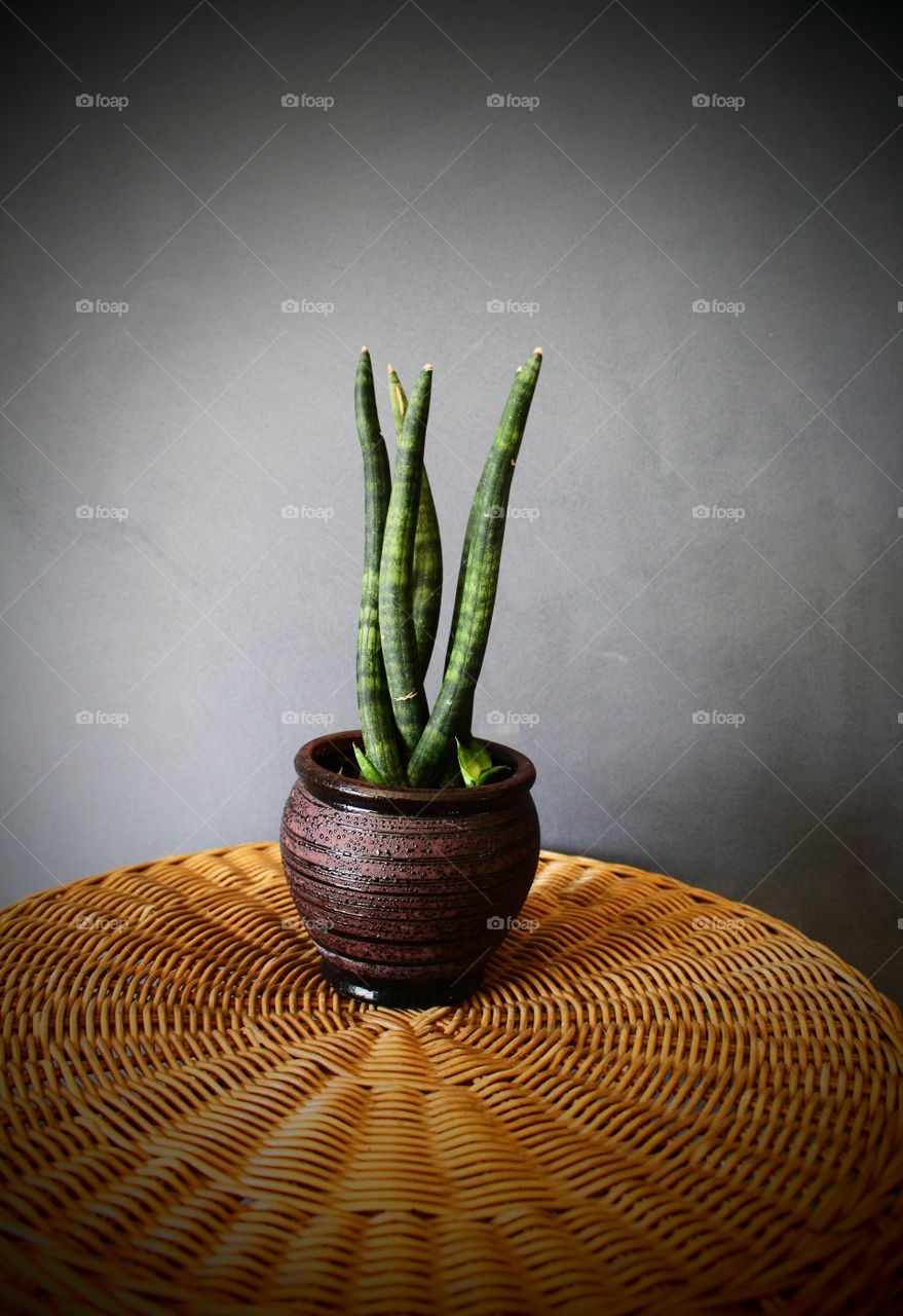 Unusual shapely leaves of a sansaveria in a round earthy lined pot