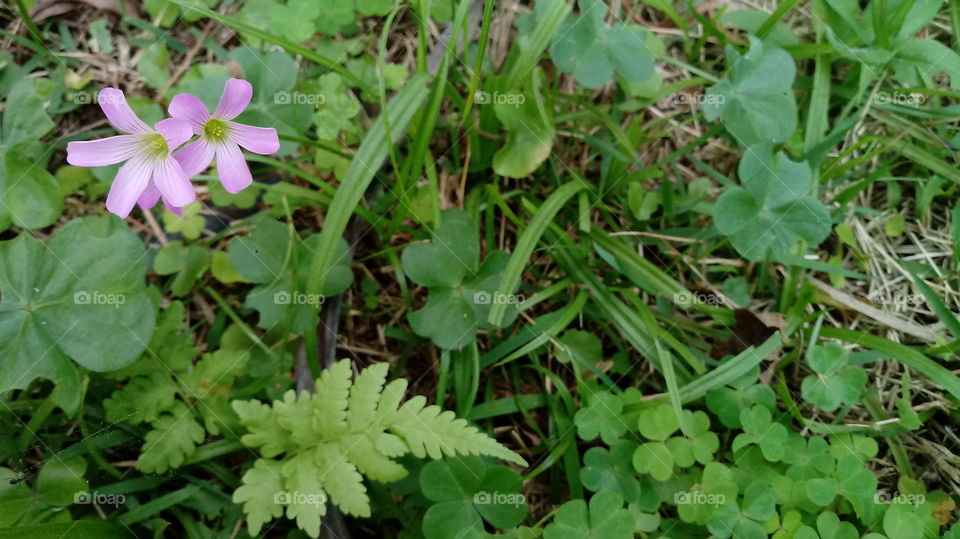 NATURE NATURAL VEGETATION ENVIRONMENT FLOWER