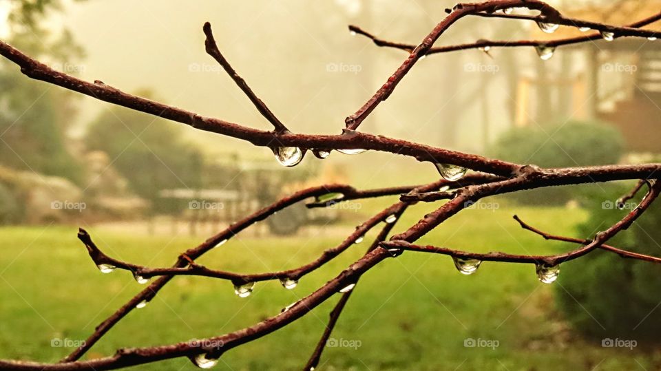 Rain drops on branch