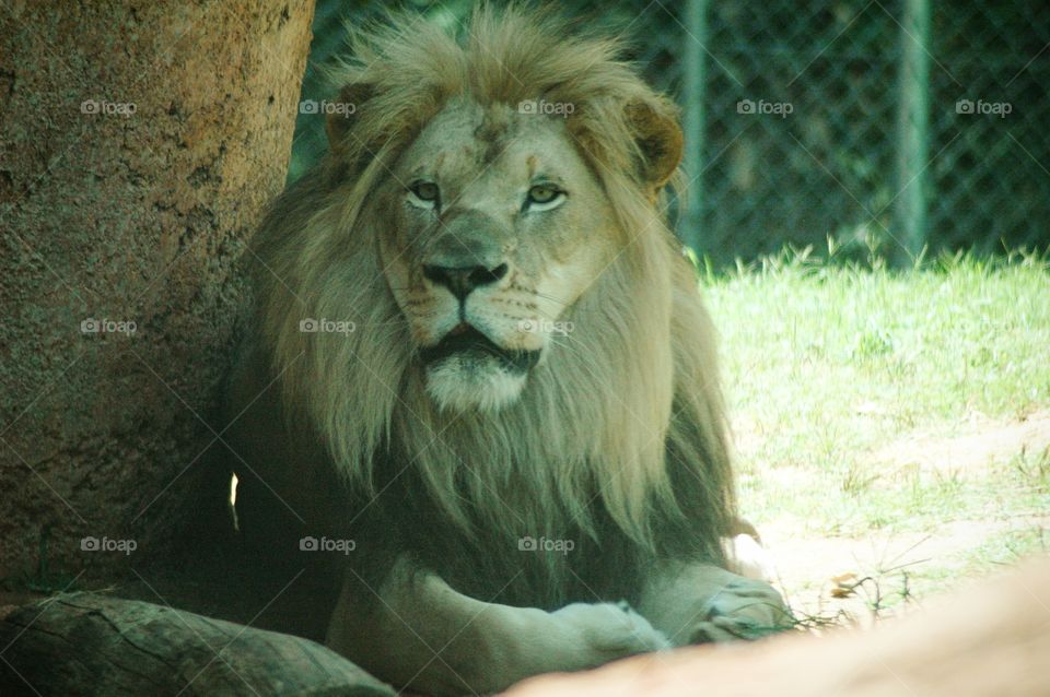 lion