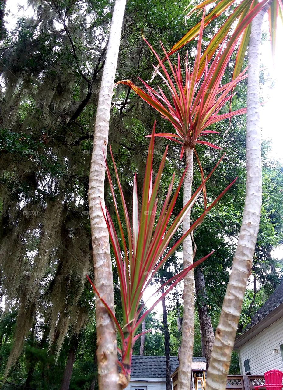 palm plant new growth