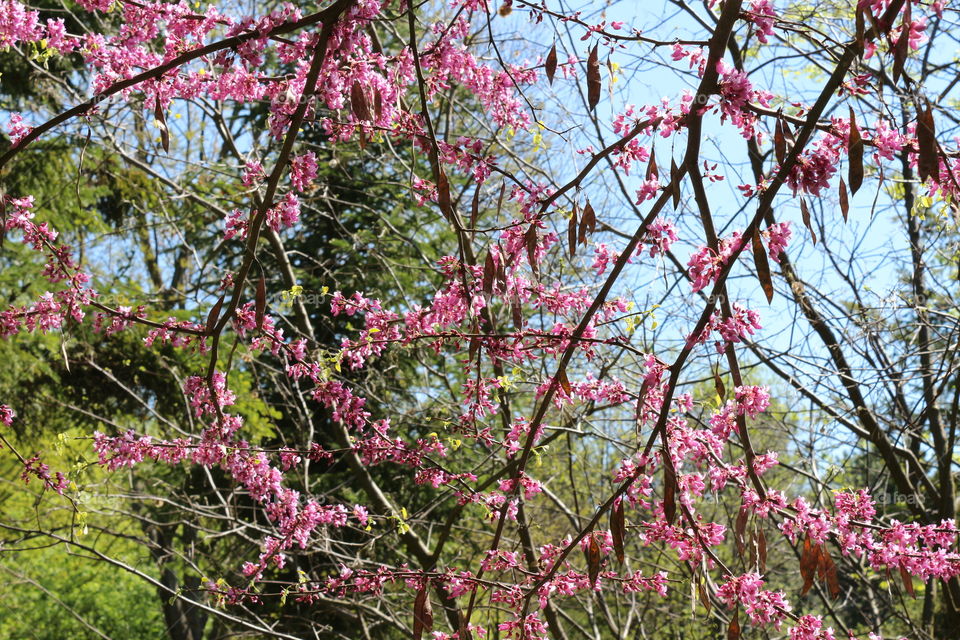 flowers