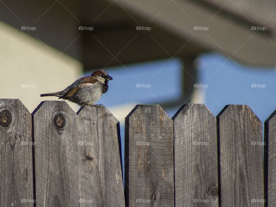 English Sparrow sitting on a fence
