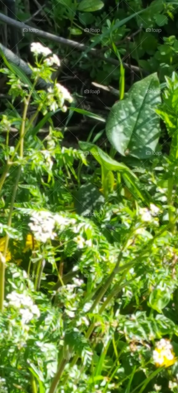 Spring Frühling 🤗🏵