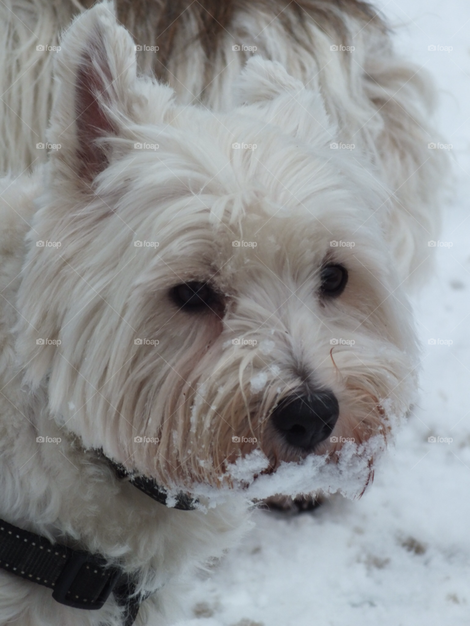 snow dog cute saffy by Ellie.dixon5