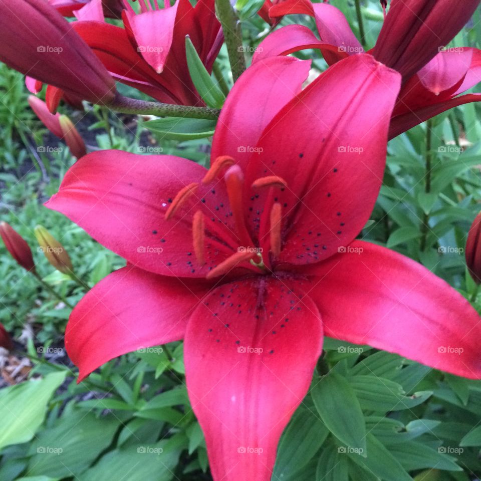 Closeup of beautiful magenta lily.