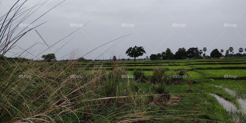 nature of the Rural side