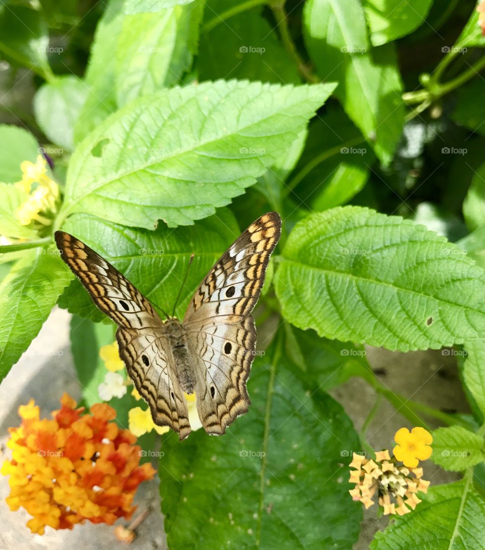 Leaves & Butterfly