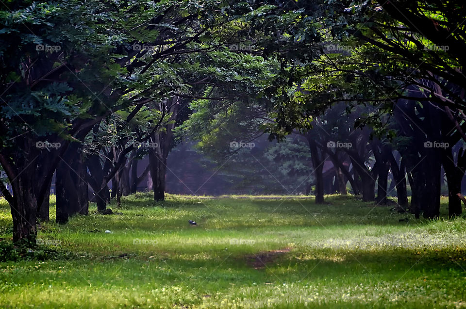 forest at kenjie