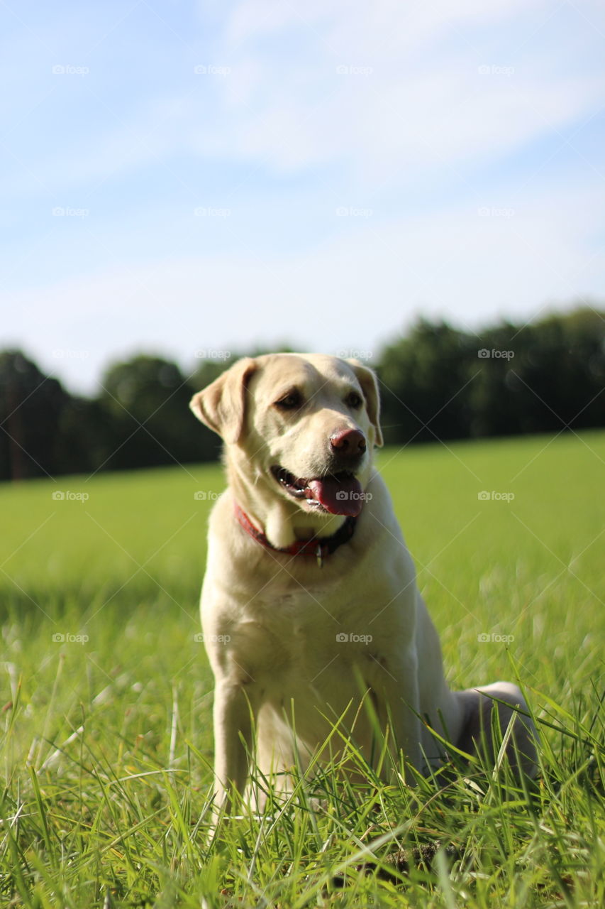 Dog relaxing in the garden