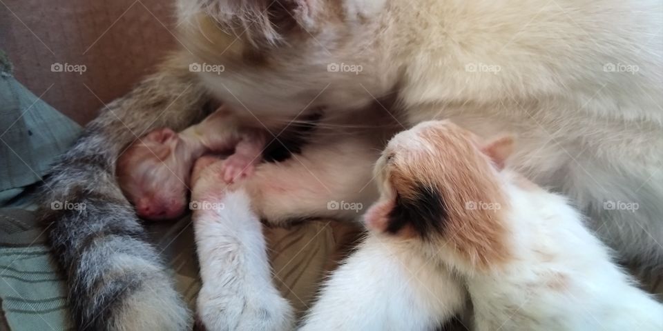 Two Baby Cat Two Placenta