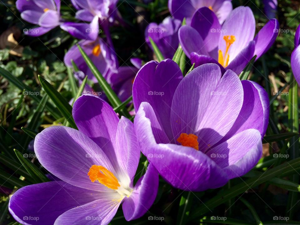 High angle view of purple flowers