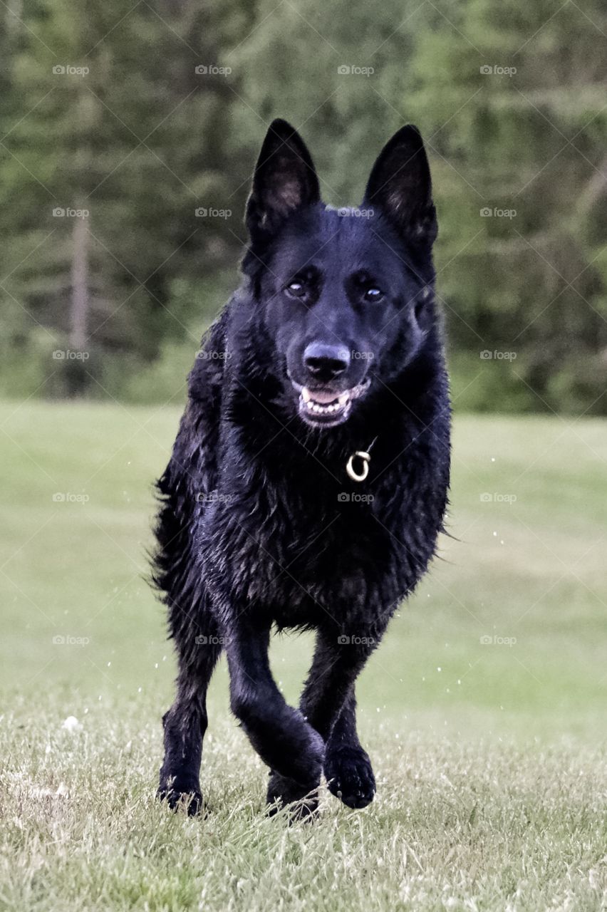 Beautiful German Shepherd