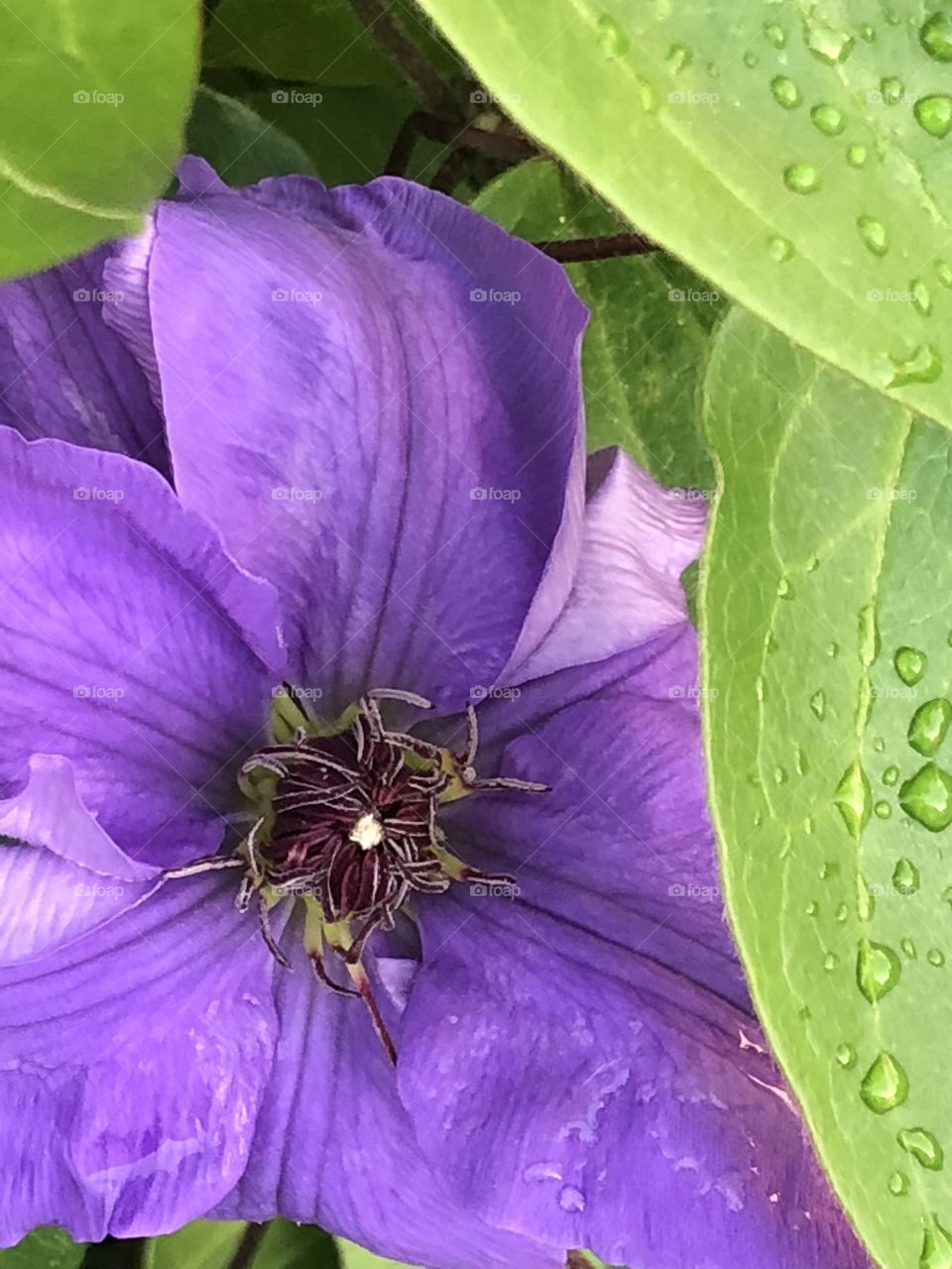 Purple clematis in bloom