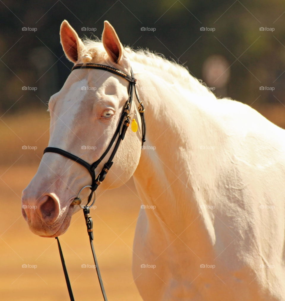 Cremello stallion at a showing class