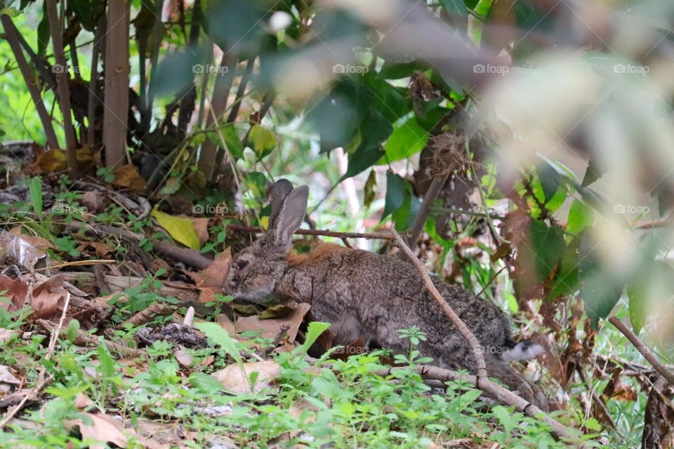 A wild rabbit in a wooded part of the city of Madrid