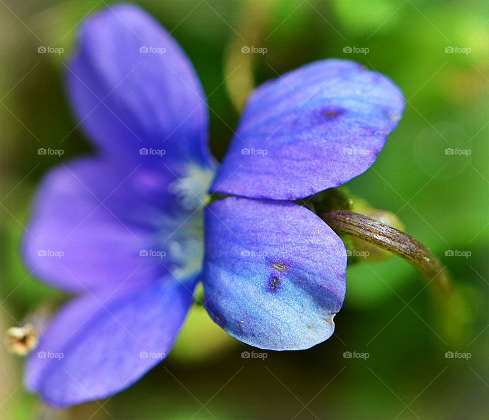 wild violet