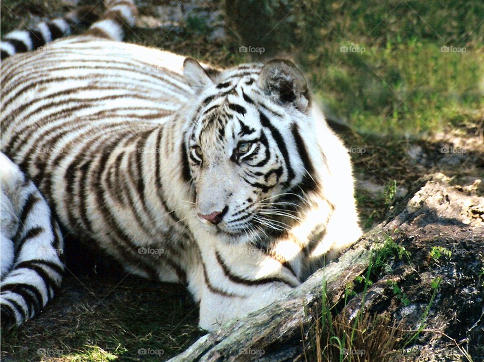 White tiger with black stripes and blue eyes.  He is laying down in grass looking to his left.