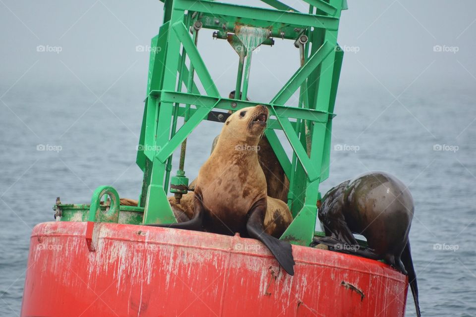 Stellar sea lions