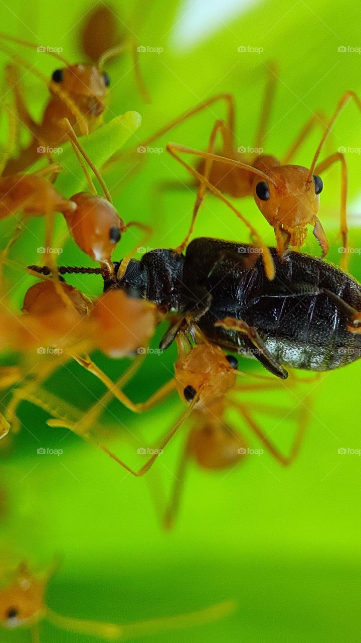 Ants got surprised by, Surprised look, surprised ants,ants eyes, unexpected, unexpected surprise