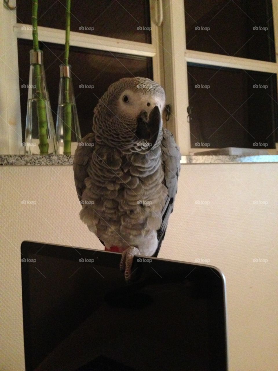 Parrot on top of laptop 