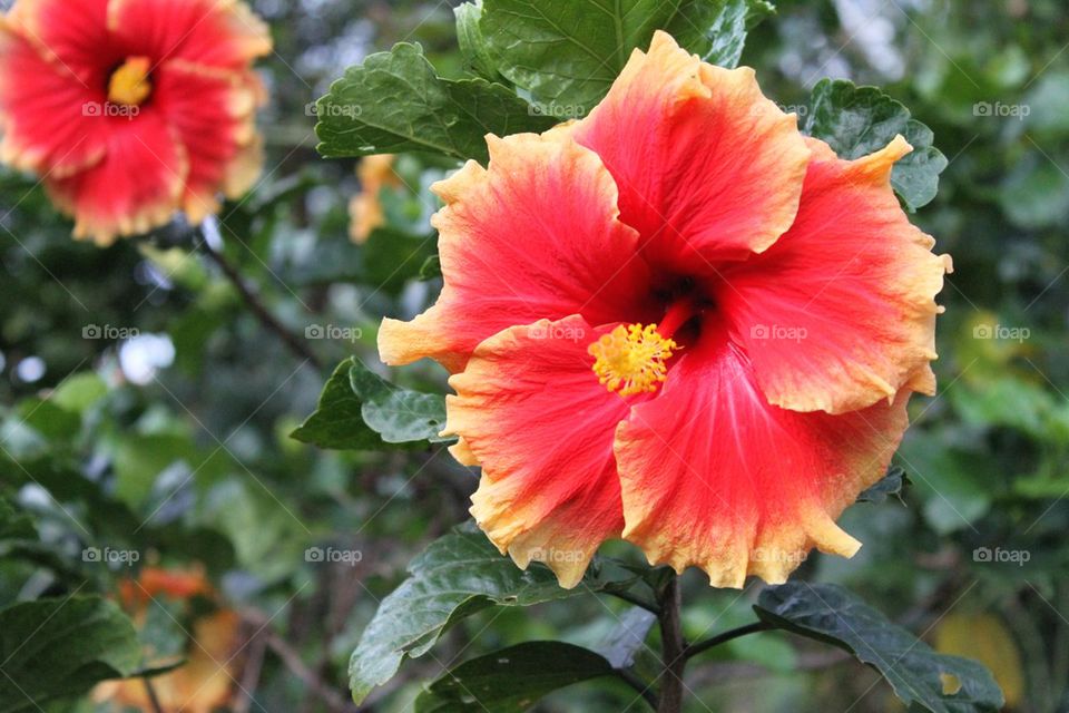 Hibiscus Flower